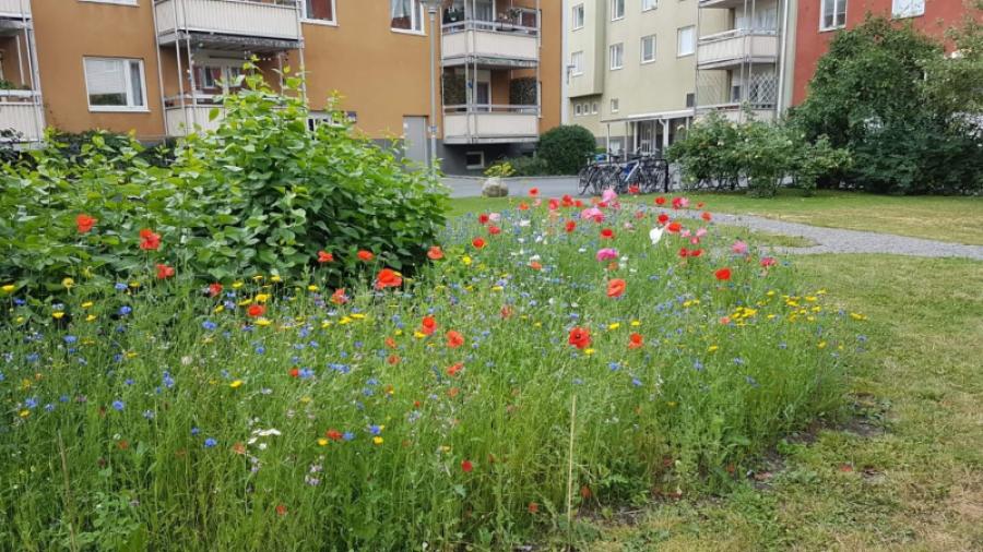 Sommaräng